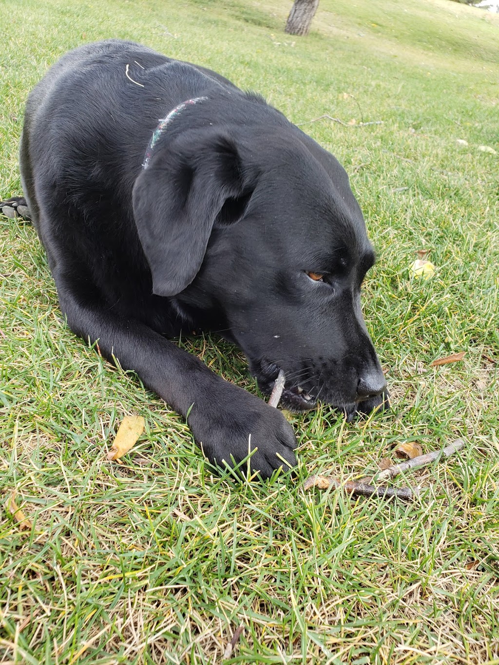 Dog Off Leash Park | Calgary, AB T2W 1W3, Canada