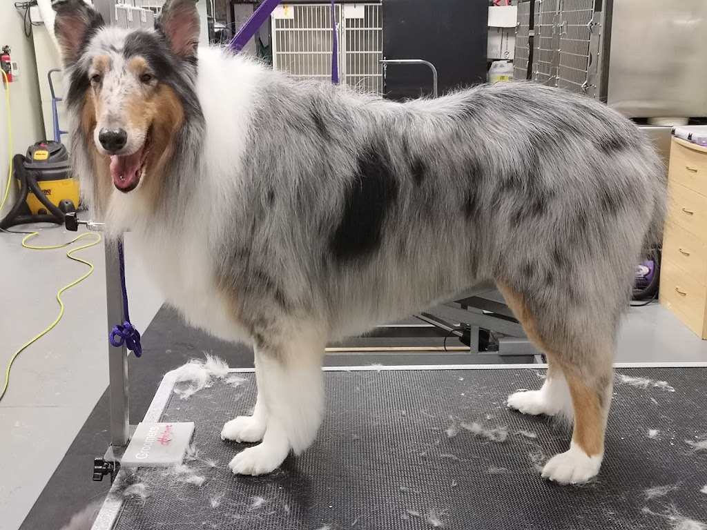 All About Grooming | 727 Speedvale Ave W, Guelph, ON N1K 1E6, Canada | Phone: (519) 824-2724