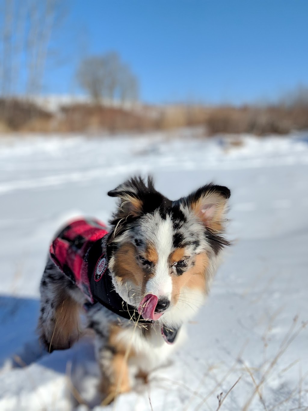 Fireside Bullrush Park | Cochrane, AB T4C 2A3, Canada