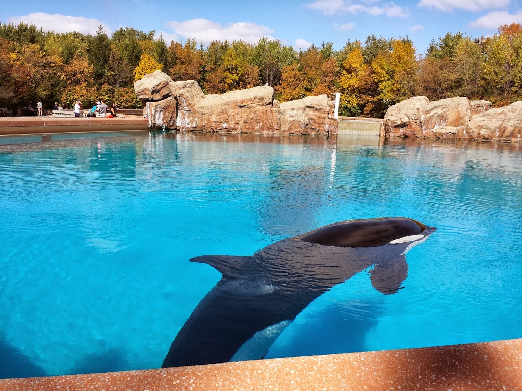 MarineLand | 7657 Portage Rd, Niagara Falls, ON L2E 6X8, Canada | Phone: (905) 356-9565
