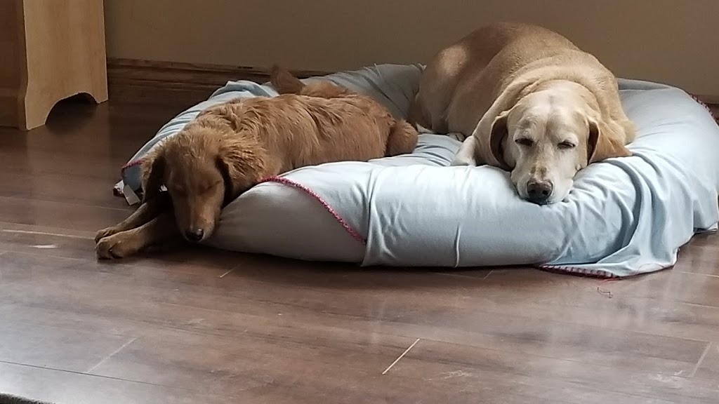Happy Paws Dog Daycare & Boarding | 2190 County Rd. 20 W, Harrow, ON N0R 1G0, Canada | Phone: (226) 787-2809