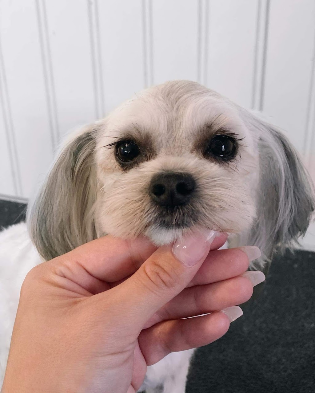 Northumberland Grooming Co. | 26 Victoria Square, Colborne, ON K0K 1S0, Canada | Phone: (905) 269-9882