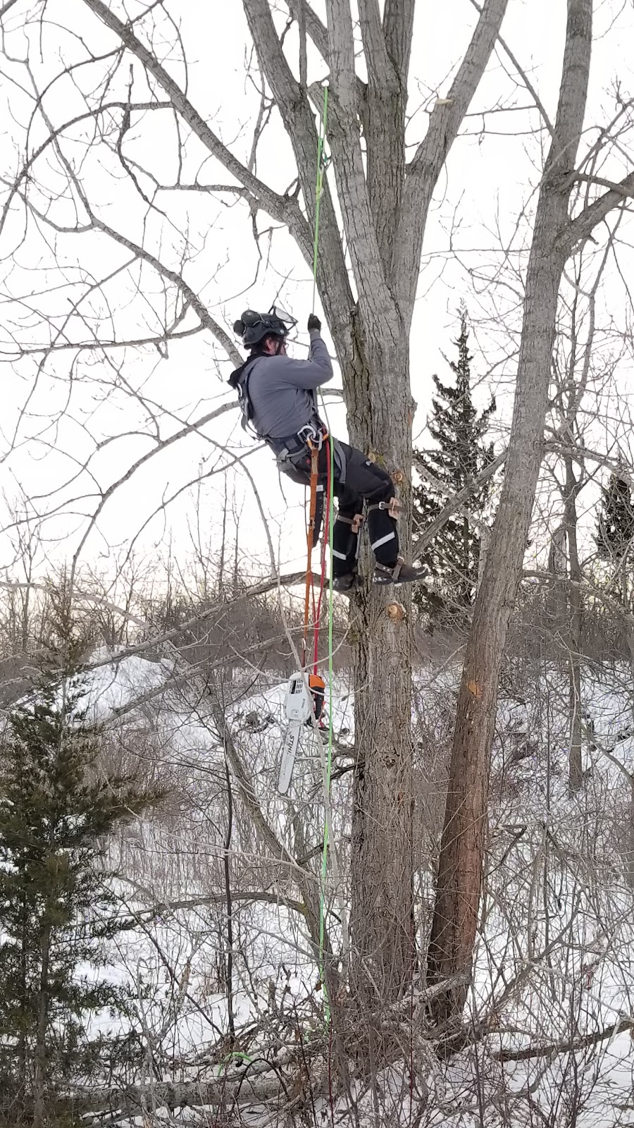 Skelton tree services | 239 Fitch St, Welland, ON L3C 4W3, Canada | Phone: (289) 501-7032