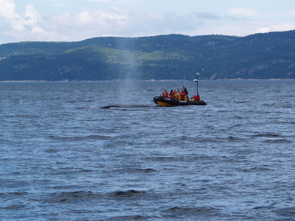 Croisières AML ­Tadoussac Billetterie | 177 Rue des Pionniers, Tadoussac, QC G0T 2A0, Canada | Phone: (866) 856-6668