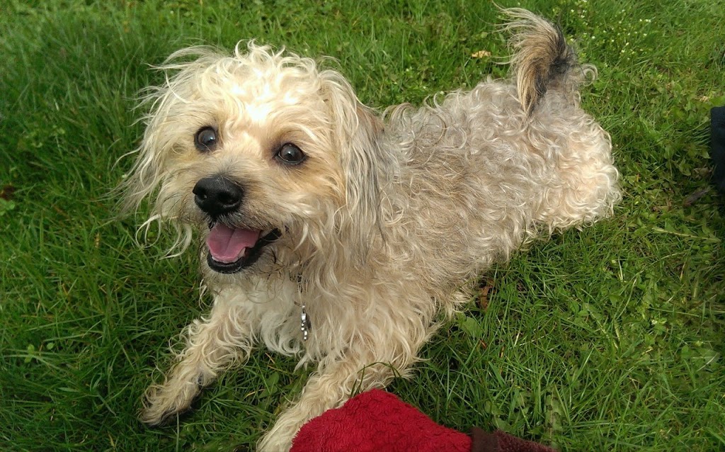 Guildford Animal Hospital | 9547 152 St, Surrey, BC V3R 5Y5, Canada | Phone: (604) 588-2626
