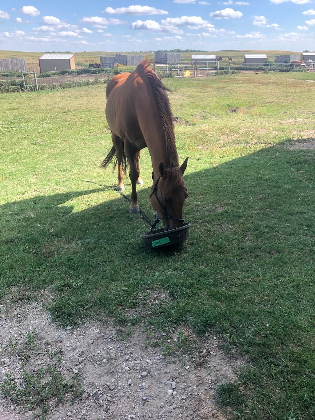 Sweetgrass Stables | 262234 Range Rd 290, Alberta T4A 0P7, Canada | Phone: (403) 226-0541