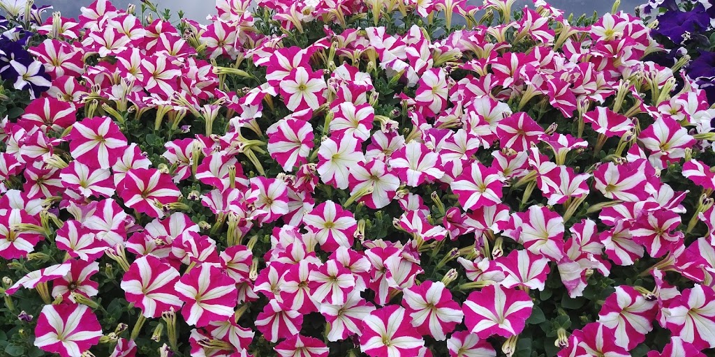 Sunrise Gardens | 3605 Lapeer Rd, Port Huron, MI 48060, USA | Phone: (810) 985-3531