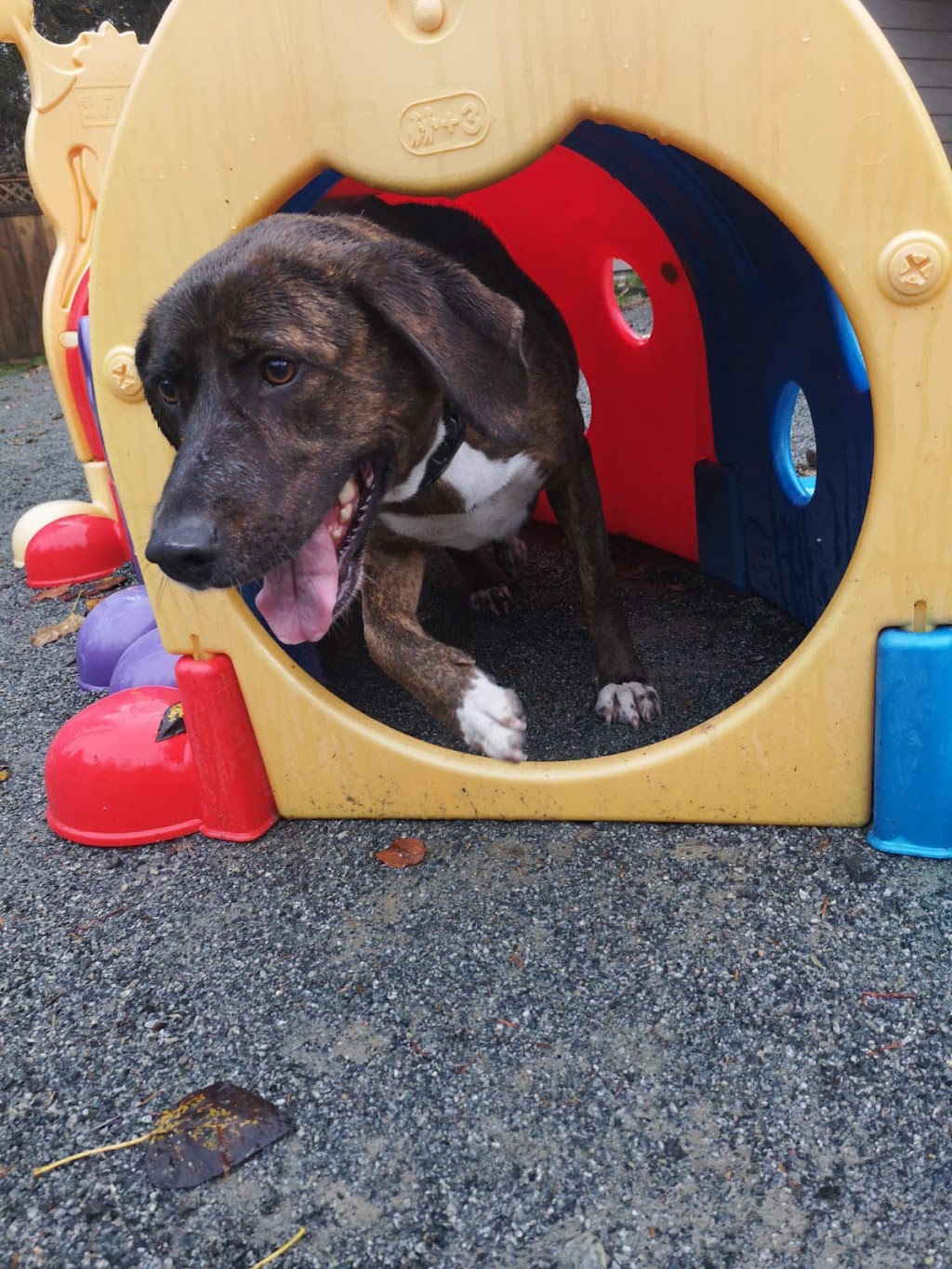 Ruff Stuff Dog Services | 40667 Government Rd, Garibaldi Highlands, BC V0N 1T0, Canada | Phone: (604) 733-6483