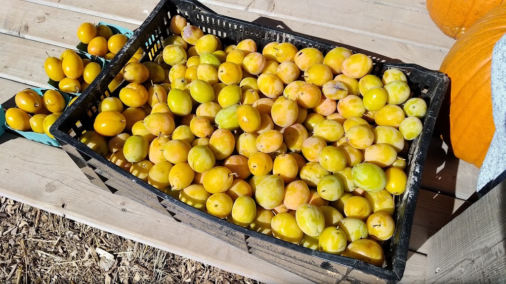 The Grove Orchard And U-Pick | 2100 PE-248, Warren Grove, PE C0A 1H5, Canada | Phone: (902) 628-7434