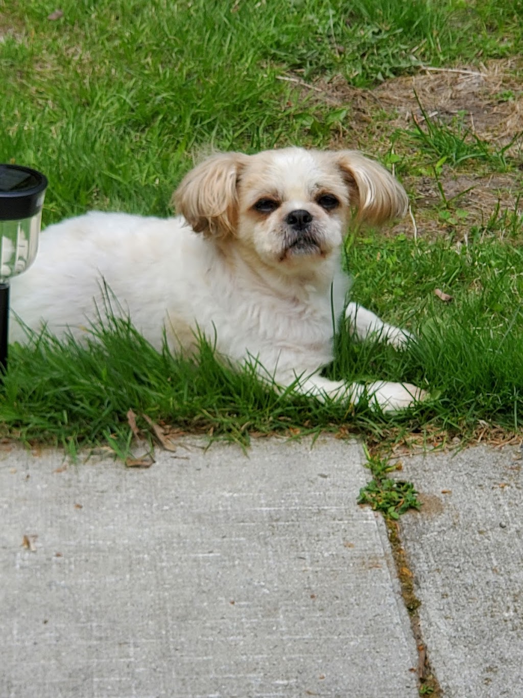 Khaleesis K9 Grooming | 429 Dover Rd, Dieppe, NB E1A 7L7, Canada | Phone: (506) 232-3005