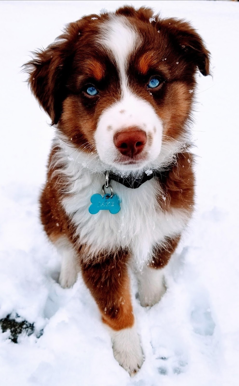 Élevage Loyaltypaw | Chem. du Parc National, Shawinigan, QC G9T 5K5, Canada | Phone: (514) 668-7139