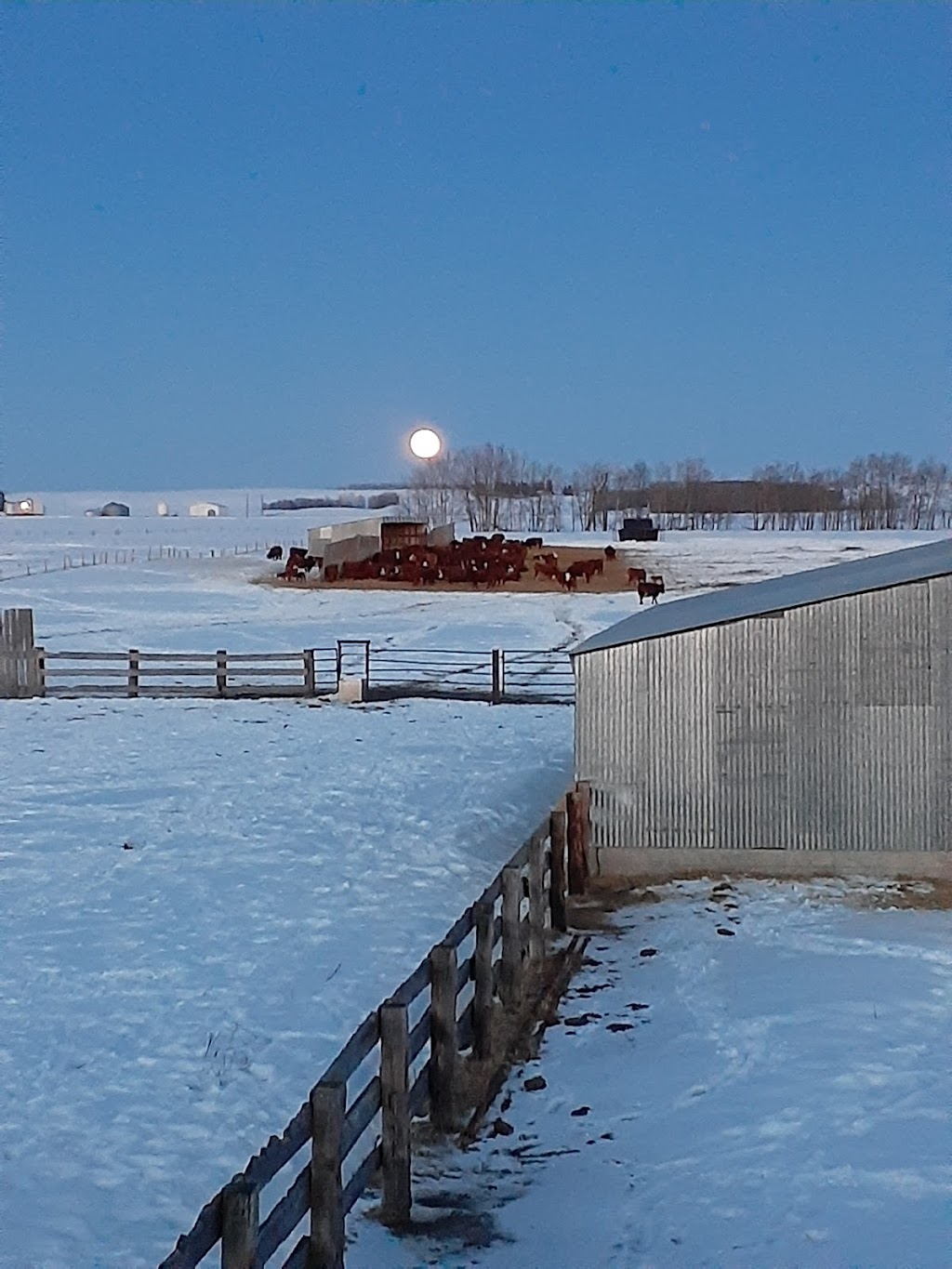 Pleasant Valley Ranch | Range Rd 244, Tees, AB T0C 2N0, Canada | Phone: (403) 588-0972