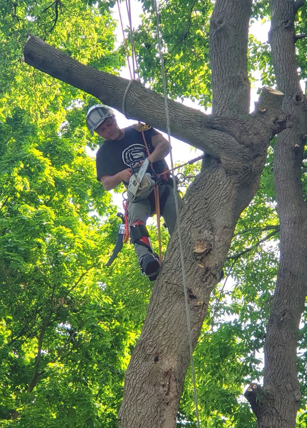 The Healthy Tree - Tree Removal | 514 John St, Dunnville, ON N1A 2R4, Canada | Phone: (905) 220-9170