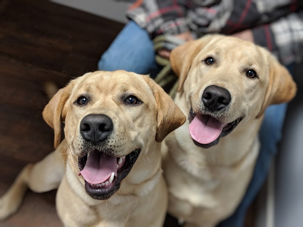 Coquitlam Animal Hospital | 1001 Austin Ave #105, Coquitlam, BC V3K 3N9, Canada | Phone: (604) 931-3565