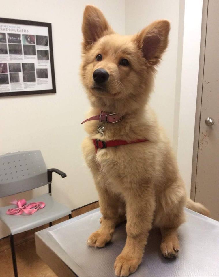 Kim Pet Hospital | 8362 Woodbine Ave, Markham, ON L3R 2N8, Canada | Phone: (905) 604-3105