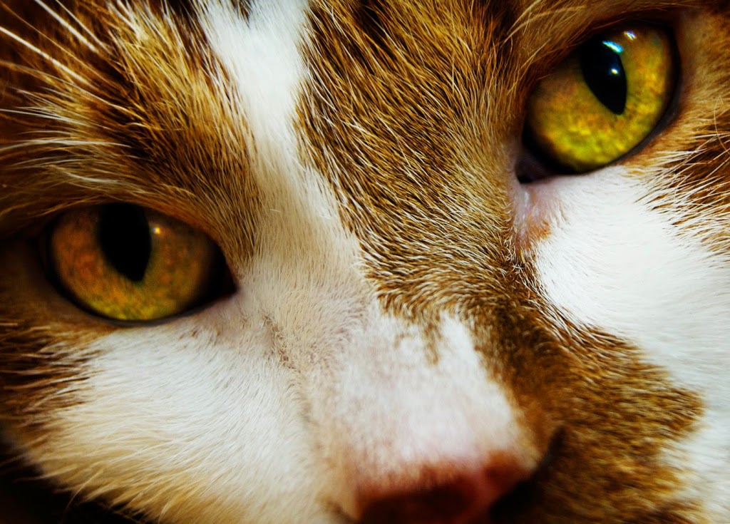 Menzies Pet Hospital | 9701 Menzies St, Chilliwack, BC V2P 5Z6, Canada | Phone: (604) 792-3399