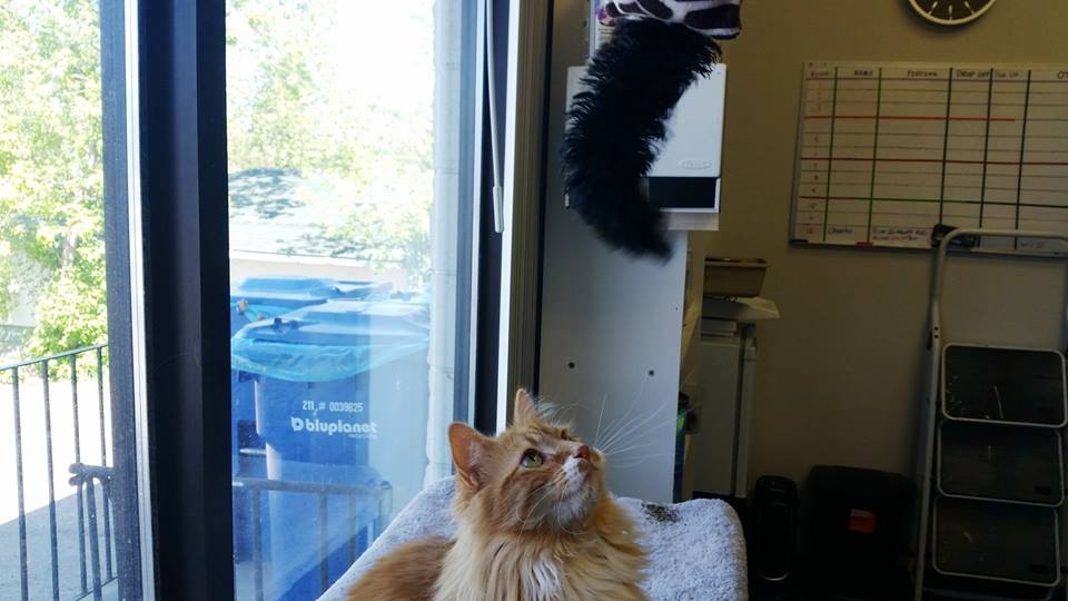 Killarney Cat Hospital | 3315 26 Ave SW, Calgary, AB T3E 0N2, Canada | Phone: (403) 246-1115