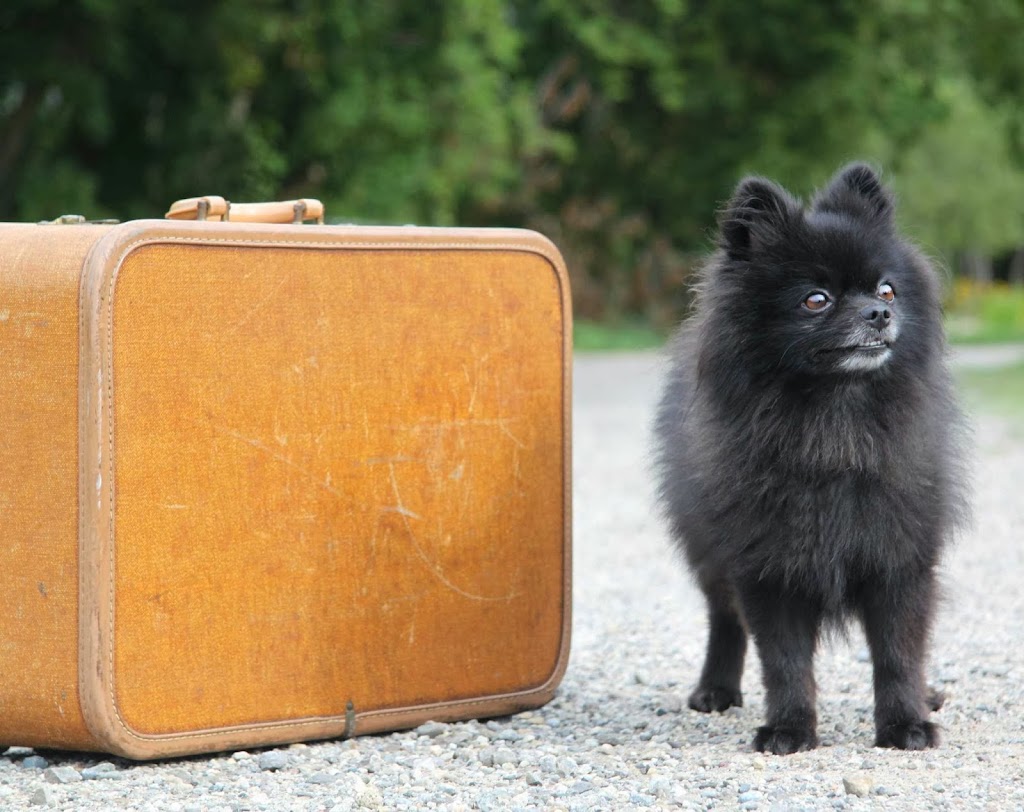 Pet Concierge Plus | 5038 Whitelaw Rd, Guelph, ON N1H 6J3, Canada | Phone: (519) 820-3508