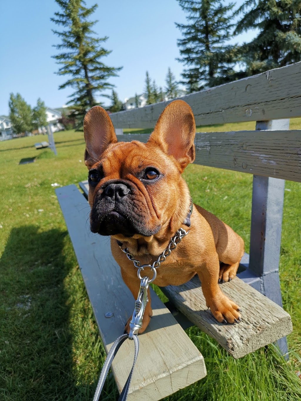 Cathys Dog daycare & Boarding | 3275 88 St SE, Calgary, AB T1X 0L5, Canada | Phone: (587) 889-3164