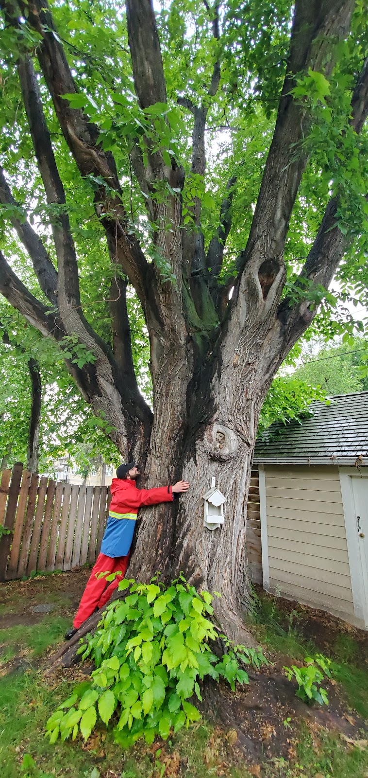 City Tree Service | 10910 69 Ave NW, Edmonton, AB T6H 2E5, Canada | Phone: (780) 271-8733