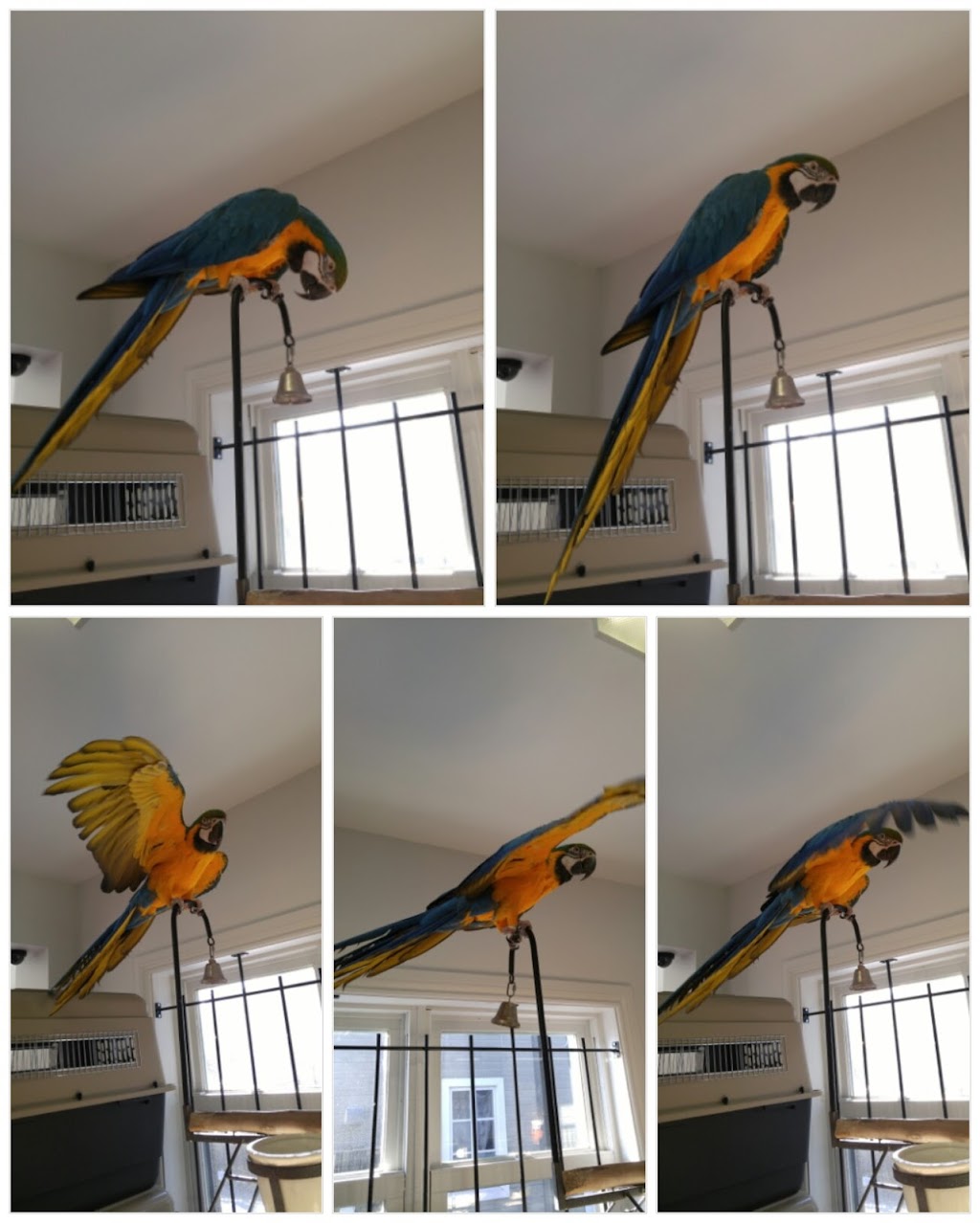 Animalerie LAmi Idéal | 768 Rue de St Jovite, Mont-Tremblant, QC J8E 3J8, Canada | Phone: (819) 425-2320