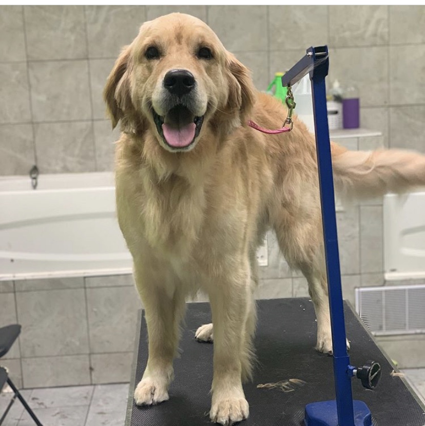 Pet Purfect | 5325 Harvester Rd, Burlington, ON L7L 5K4, Canada | Phone: (289) 348-5735