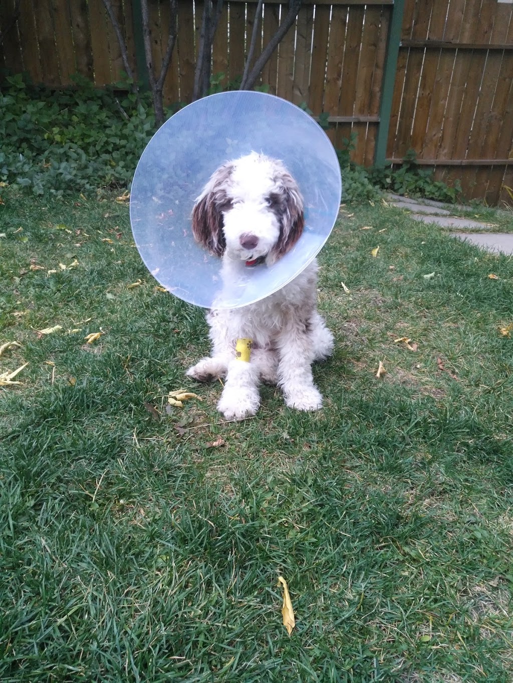 Cochrane Veterinary Care Clinic | 57 W Aarsby Rd, Cochrane, AB T4C 1M1, Canada | Phone: (403) 932-4138