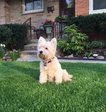 Clarke Animal Hospital | 1920 Dundas St, London, ON N5V 3P1, Canada | Phone: (519) 457-7700