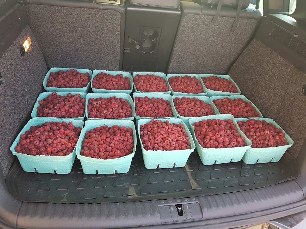 KOONER FARMS | 392 Ross Rd, Abbotsford, BC V4X 2M5, Canada | Phone: (604) 856-7895