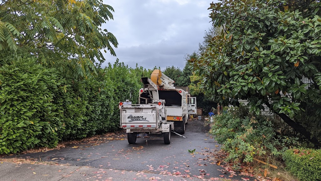 Davids Tree Service | BC Parkway, New Westminster, BC V3L 5L1, Canada | Phone: (604) 526-4850