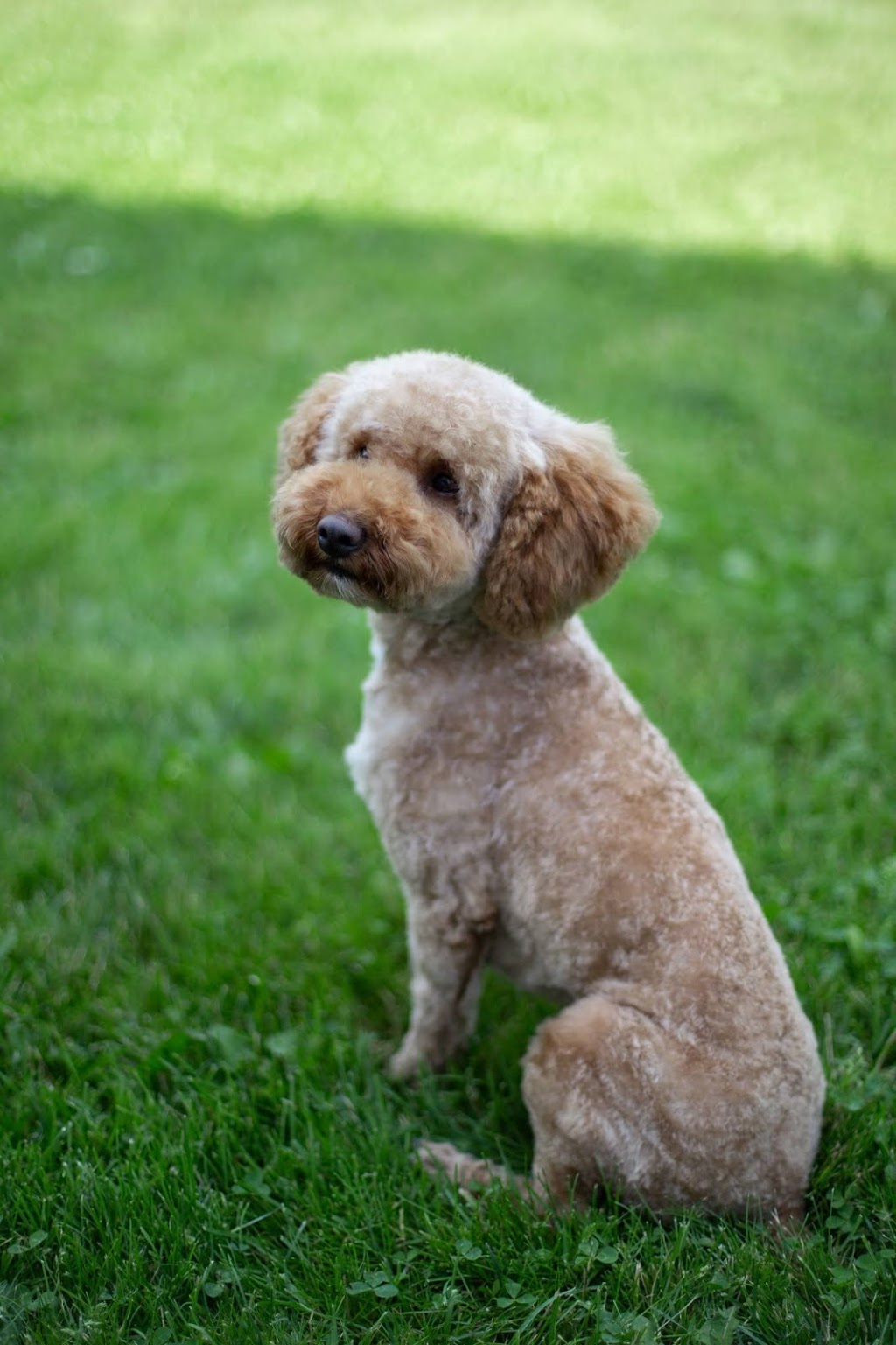 Paris and Company Professional Dog Grooming | 1144 Courtland Ave E, Kitchener, ON N2C 2H5, Canada | Phone: (519) 584-7387