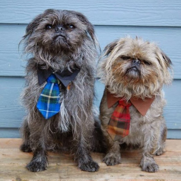 Dean Park Pet Hospital | 1700 McTavish Rd, North Saanich, BC V8L 5T9, Canada | Phone: (250) 656-9911