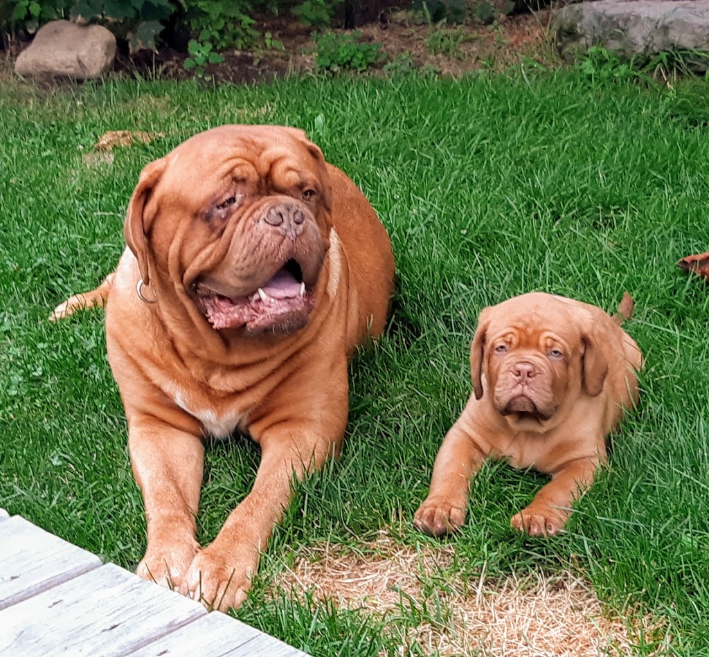 Chateau Rouge Dogue de Bordeaux | 1527 Windham Road 5, Vanessa, ON N0E 1V0, Canada | Phone: (519) 443-0363