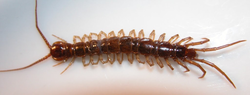 Reliable Pest Control | 1730 McPherson Ct, Pickering, ON L1W 3E6, Canada | Phone: (888) 831-2727