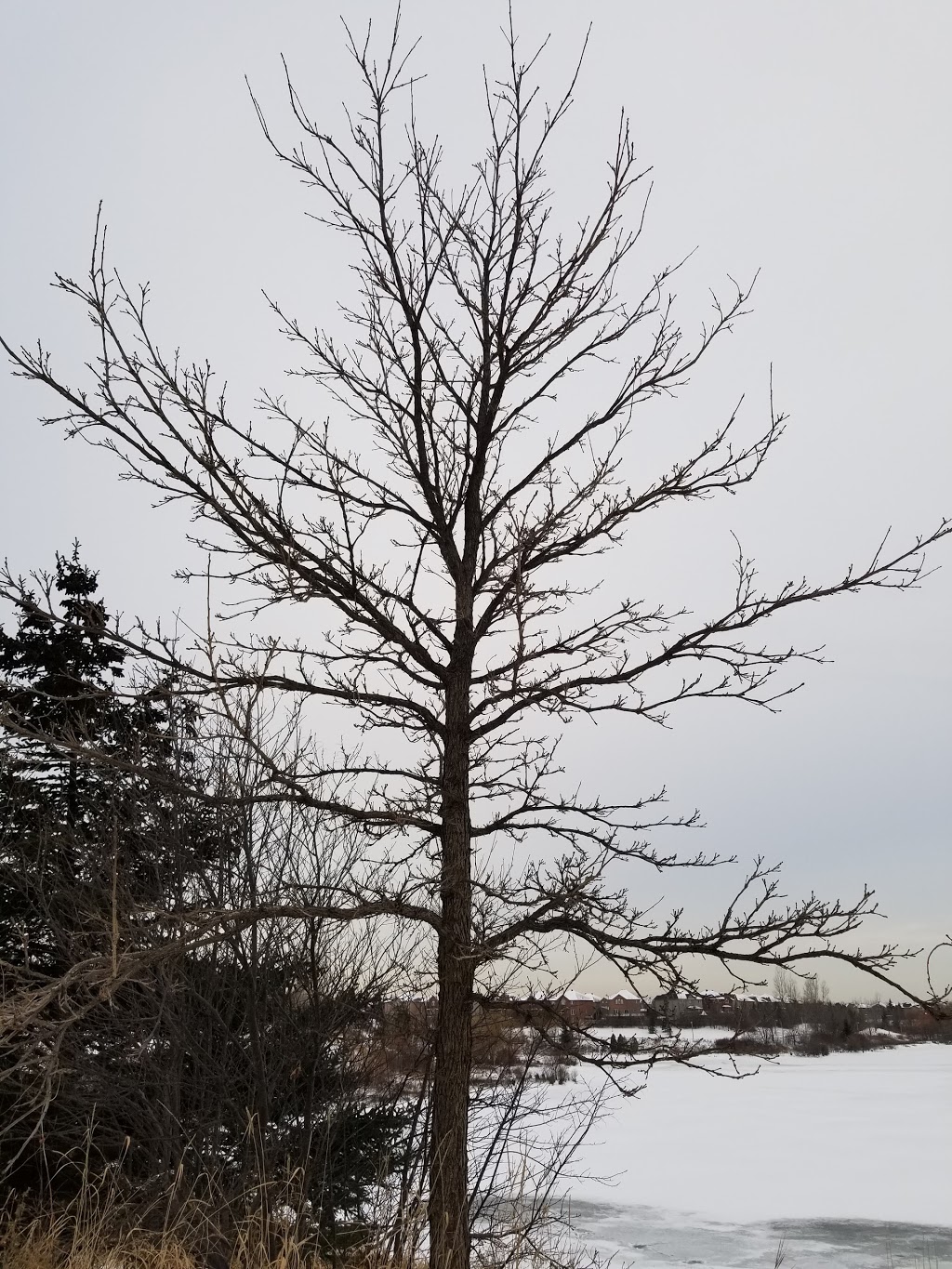 Bloore Pond | Brampton, ON L6R 2G8, Canada