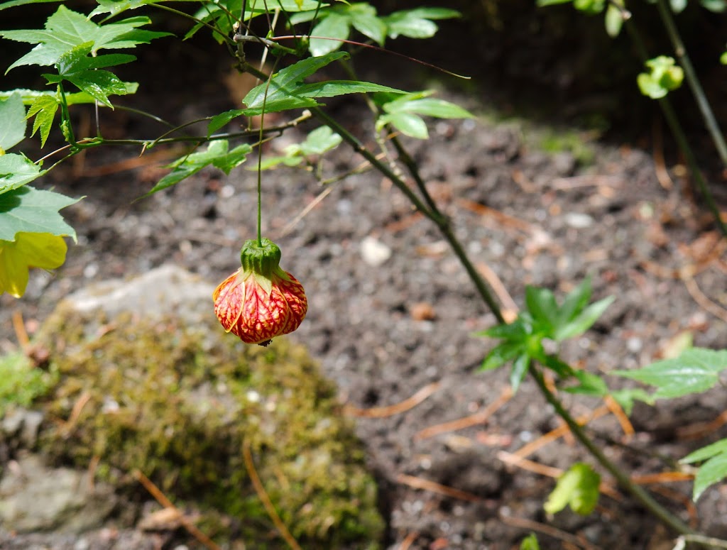 Japanese Garden | Brentwood Bay, BC V8M 1A6, Canada