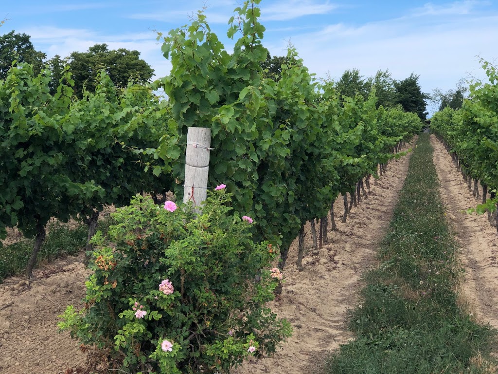 Flat Rock Cellars | 2727 Seventh Ave, Jordan Station, ON L0R 1S0, Canada | Phone: (905) 562-8994