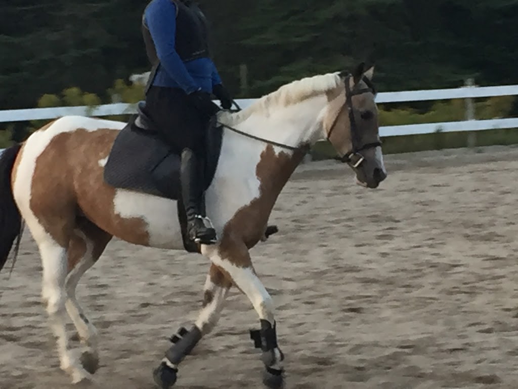 Oakley Stables | 1371 NS-12, Chester Basin, NS B0J 1K0, Canada | Phone: (902) 275-5762