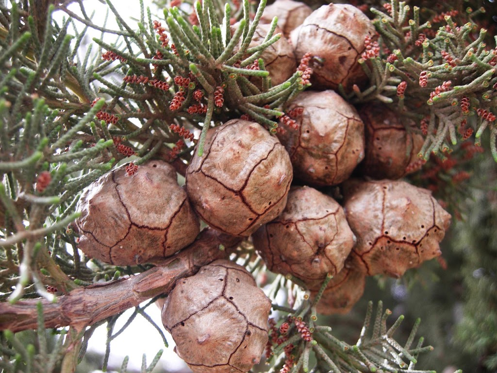 Les Sapins de la Tannery | 18 Chemin Tannery, Stanbridge East, QC J0J 2H0, Canada | Phone: (514) 622-1056