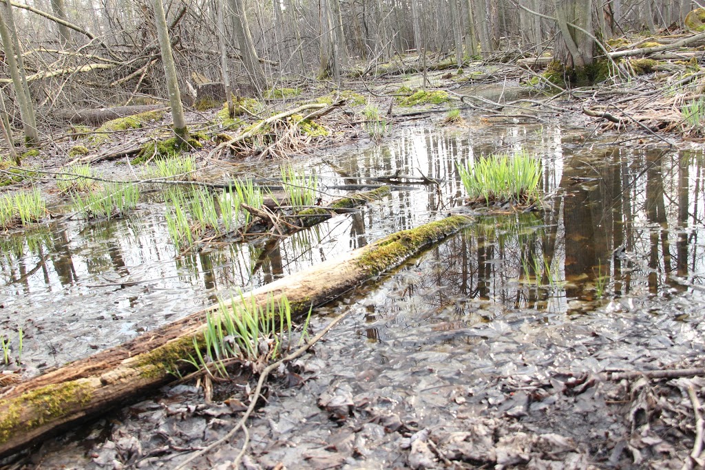 Sifton Bog | 1210 Oxford St W, London, ON N6H 4N2, Canada | Phone: (519) 661-4500