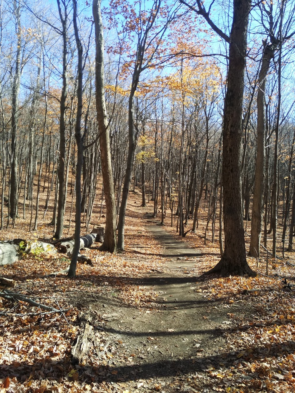 Gault Nature Reserve Of McGill University - 422 Chemin Des Moulins ...