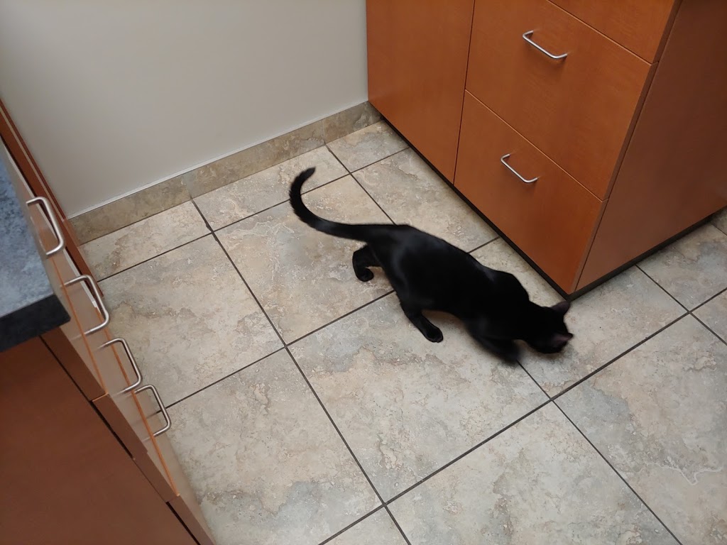 Rutland Pet Hospital - Kelowna Vet Clinic | 595 Houghton Rd, Kelowna, BC V1X 6E9, Canada | Phone: (250) 765-2916