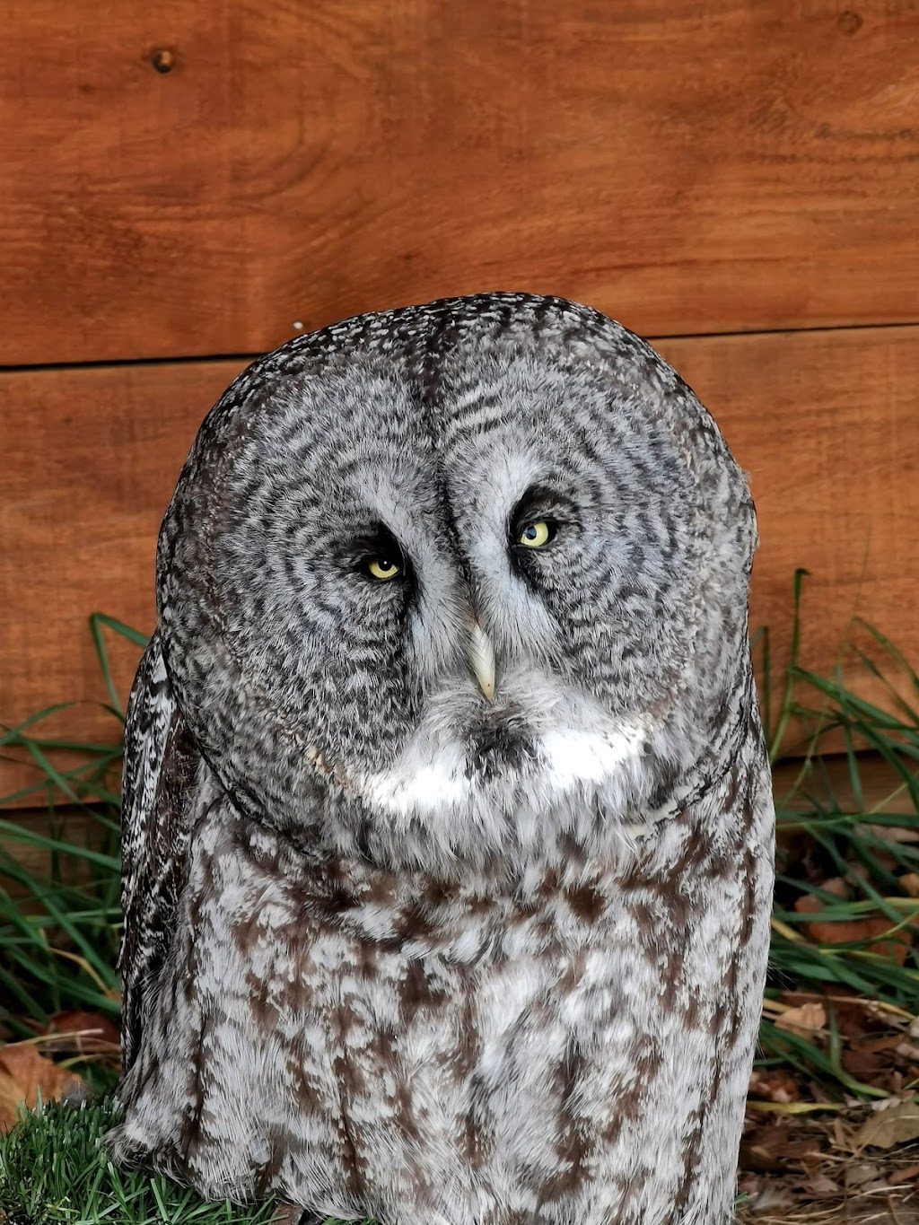 Hawkeye Bird and Animal Control & Falconry Experience Acton | 5048 erin, 1 Line, Acton, ON L7J 2L9, Canada | Phone: (416) 429-5393