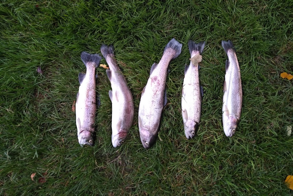 tangled line fish farm | 1945 Glover Rd, Niagara Falls, ON L2E 6S5, Canada | Phone: (905) 680-9585