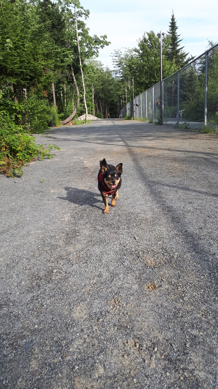 Paws Off Leash Inc. | 957 Lucasville Rd, Lucasville, NS B4B 1R6, Canada | Phone: (902) 221-4568