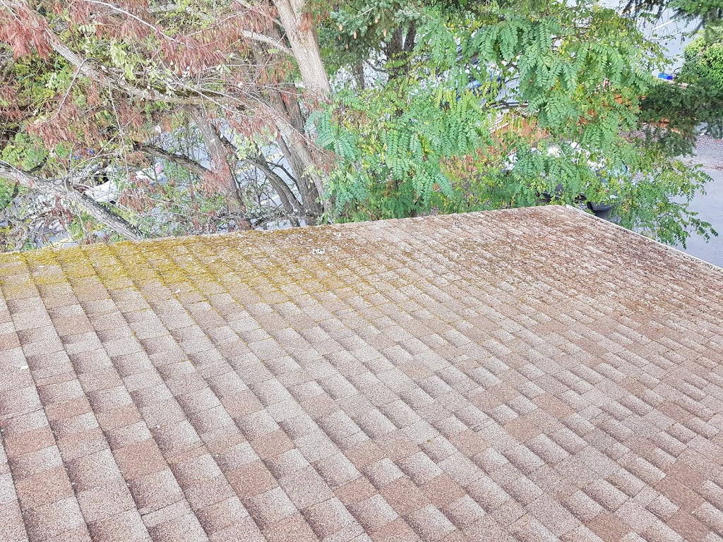 Vancouver Moss Removal | 105-1615 Frances St, Vancouver, BC V5L 1Z3, Canada | Phone: (604) 359-9468