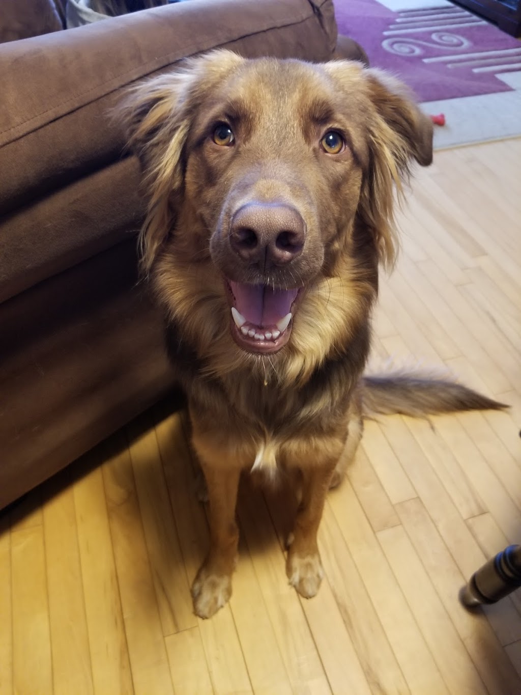 Jodis Bark And Play Inc | 2952 Thompson Rd, Smithville, ON L0R 2A0, Canada | Phone: (905) 957-0999