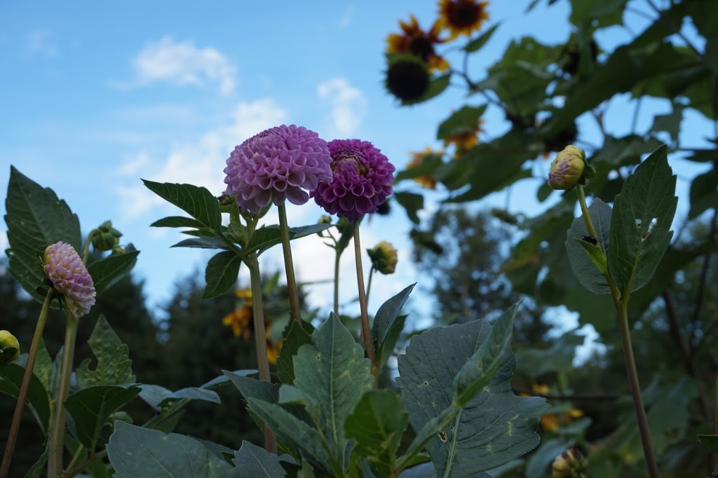 Sweetheart Farms | 89 Balfour Rd, Westville, NS B0K 2A0, Canada | Phone: (902) 301-2520