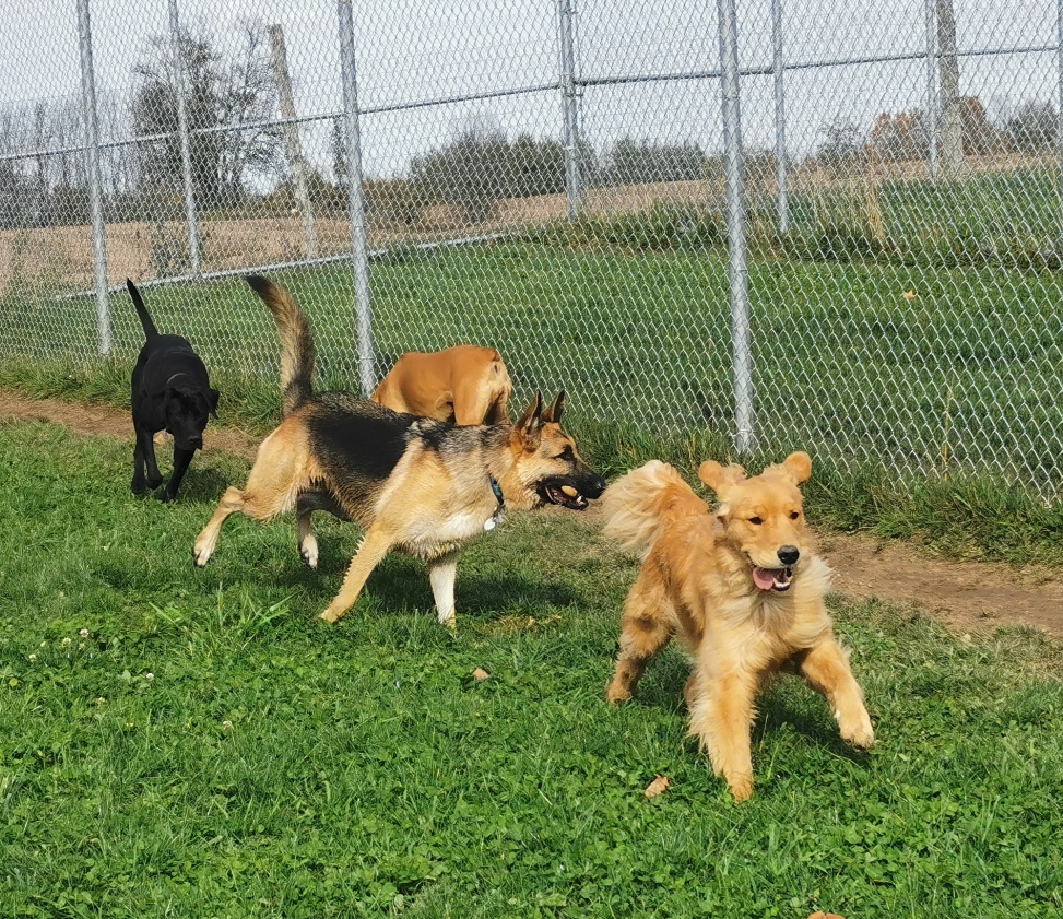Country Creek Pet Hotel and Playground | 246 Sideroad 10 S, Walkerton, ON N0G 2V0, Canada | Phone: (519) 364-9996