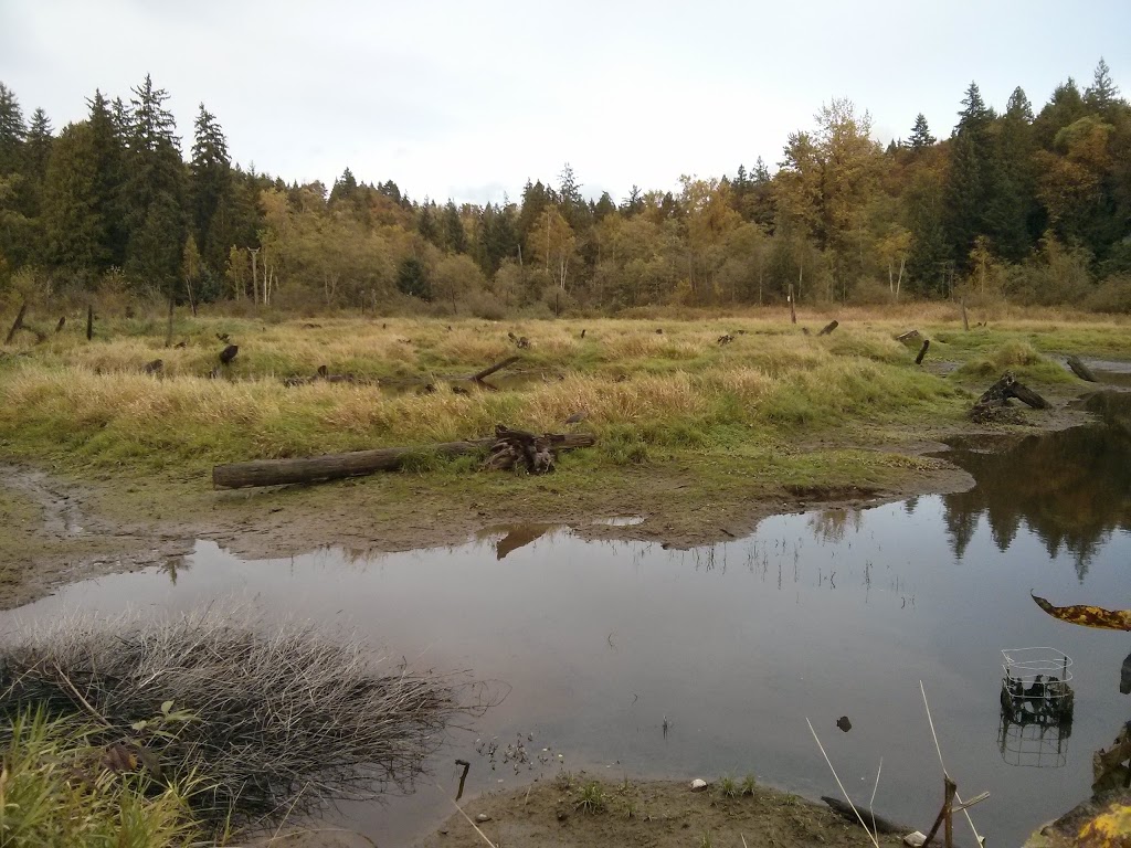 Silverdale Creek Wetlands | 31650 Silverdale Ave, Mission, BC V4S 1J8, Canada